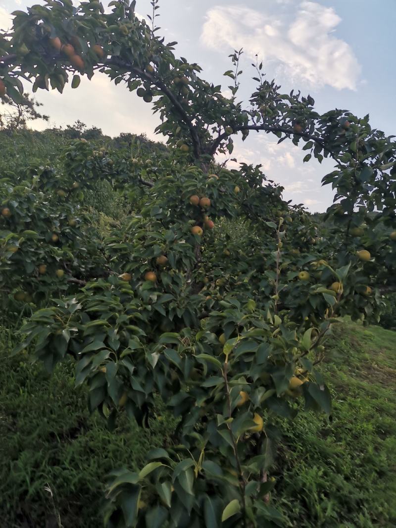 安山海城南果梨大量上市