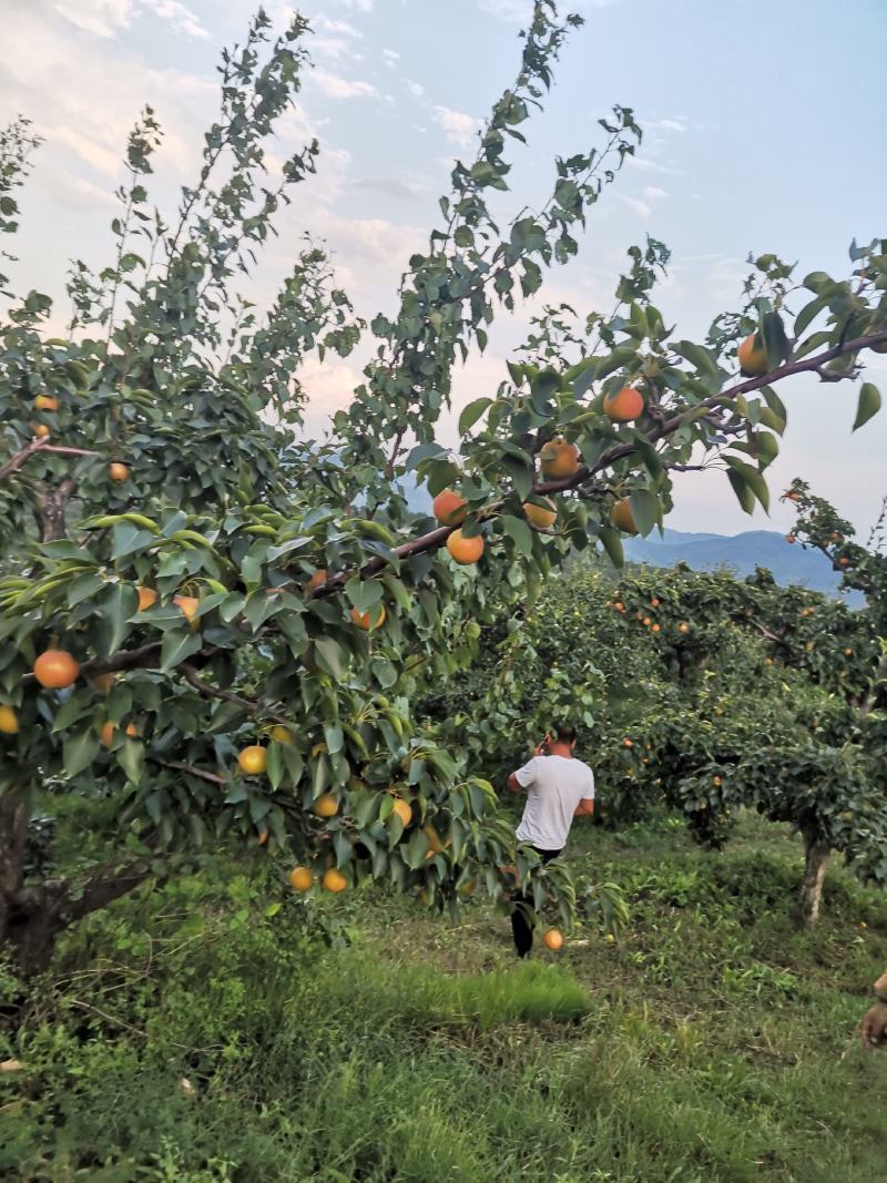 安山海城南果梨大量上市