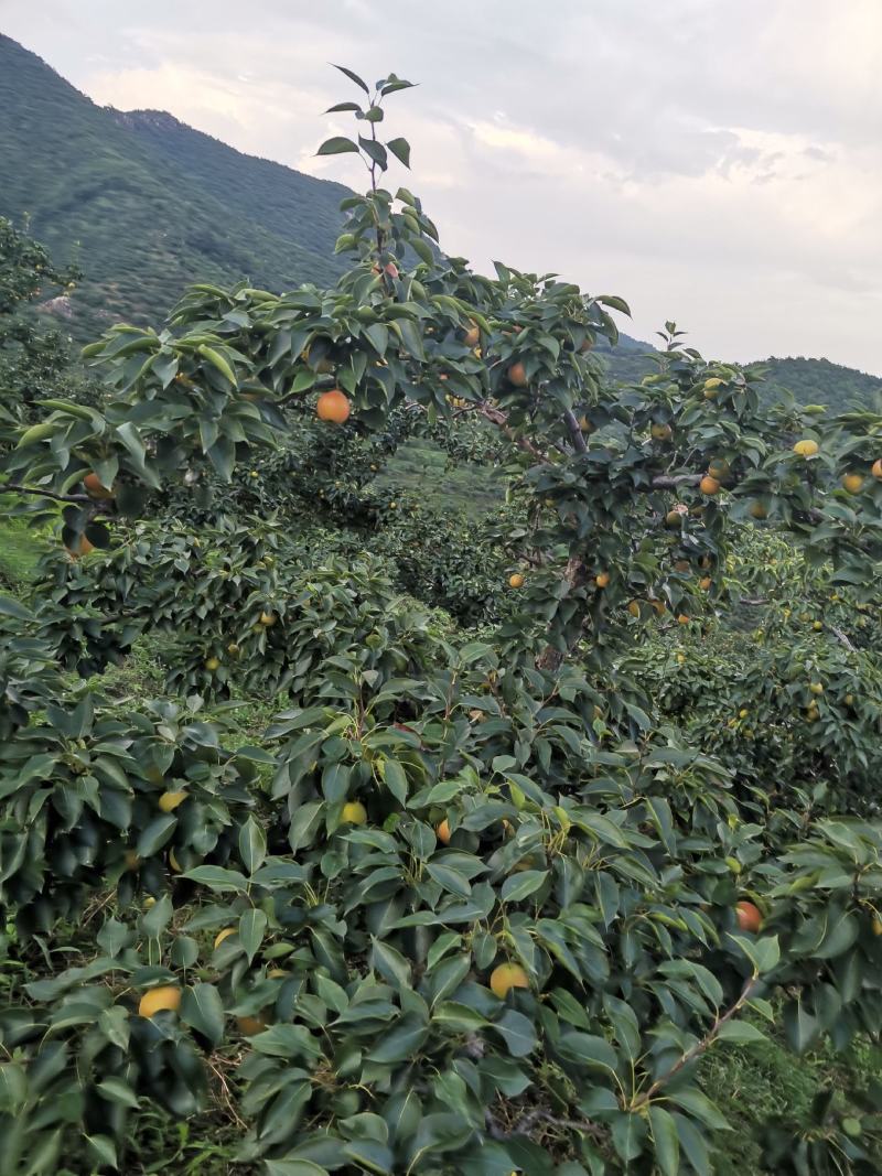 安山海城南果梨大量上市