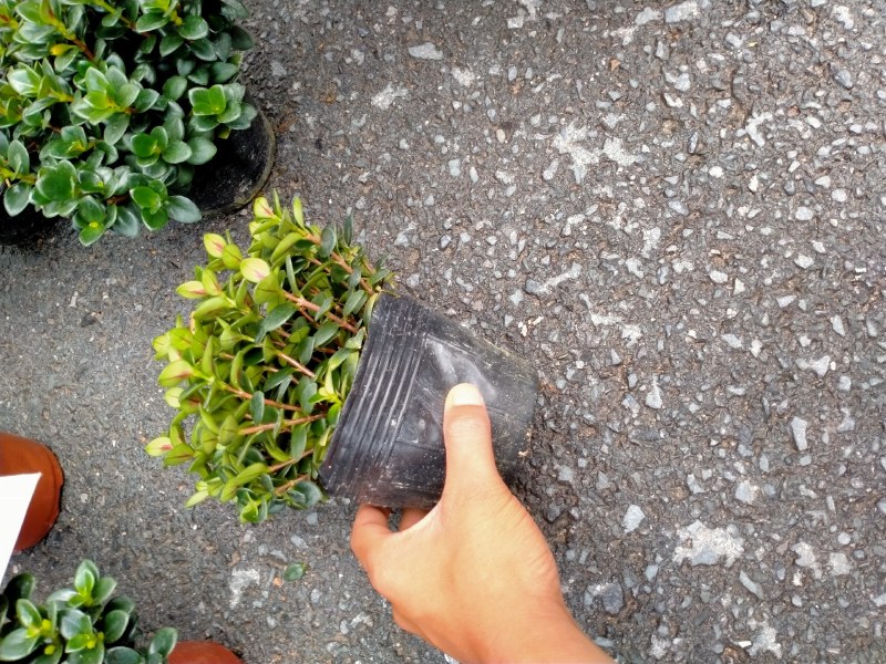 金鱼草多种规格可供选择，