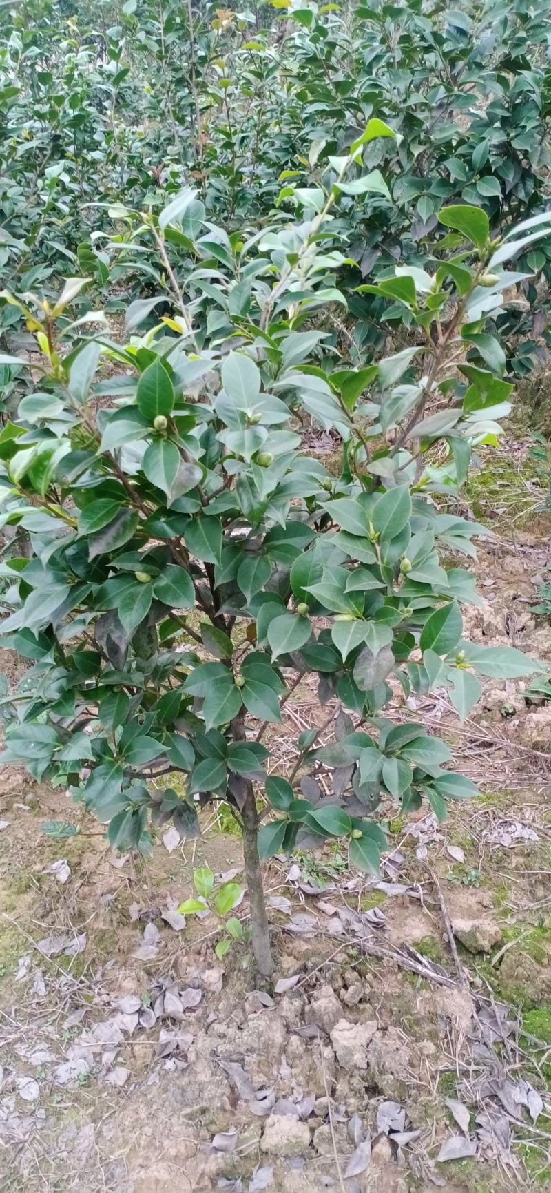 茶花，四级茶花，宜宾高县茶花种植基地常年出售各种茶花