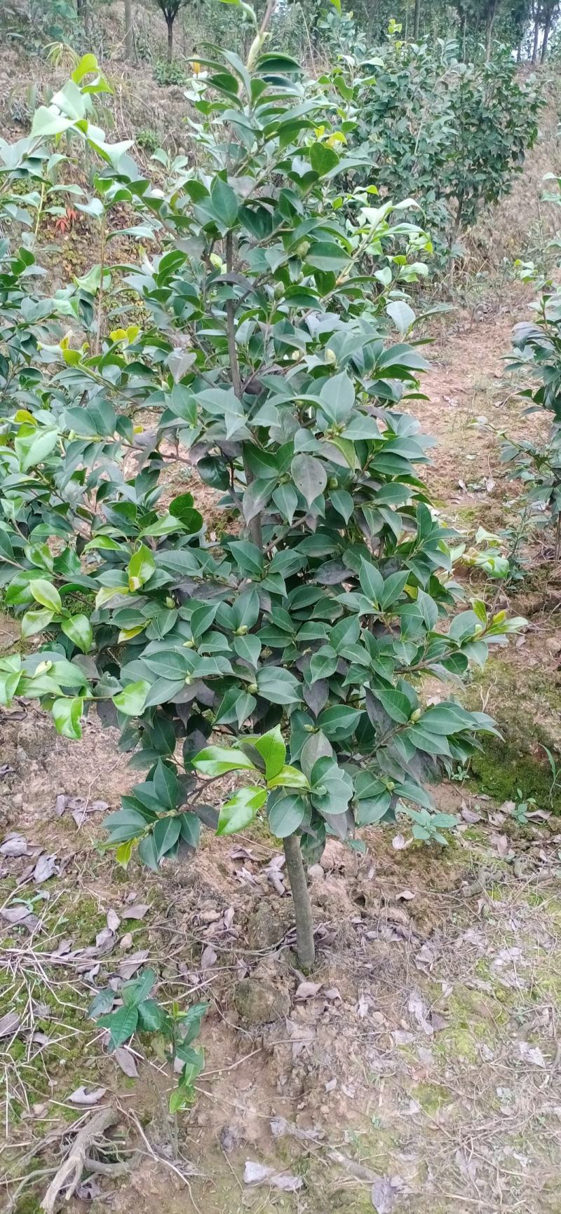 茶花，四级茶花，宜宾高县茶花种植基地常年出售各种茶花