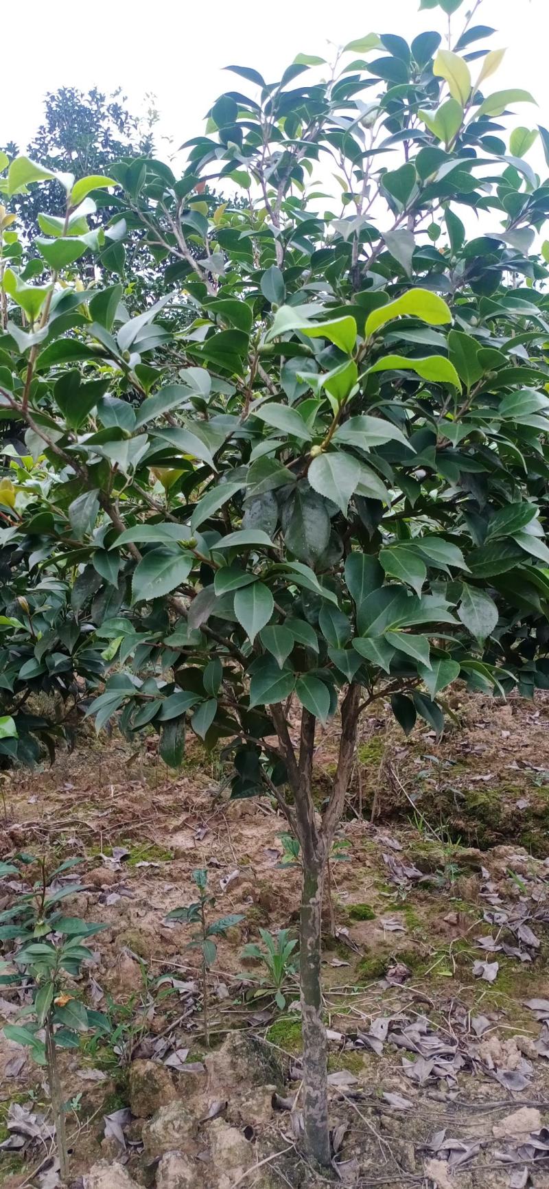 茶花，四级茶花，宜宾高县茶花种植基地常年出售各种茶花