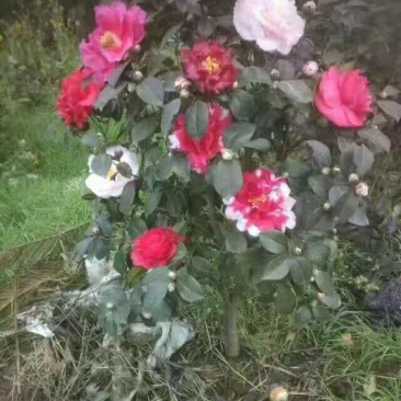 茶花，四级茶花，宜宾高县茶花种植基地常年出售各种茶花
