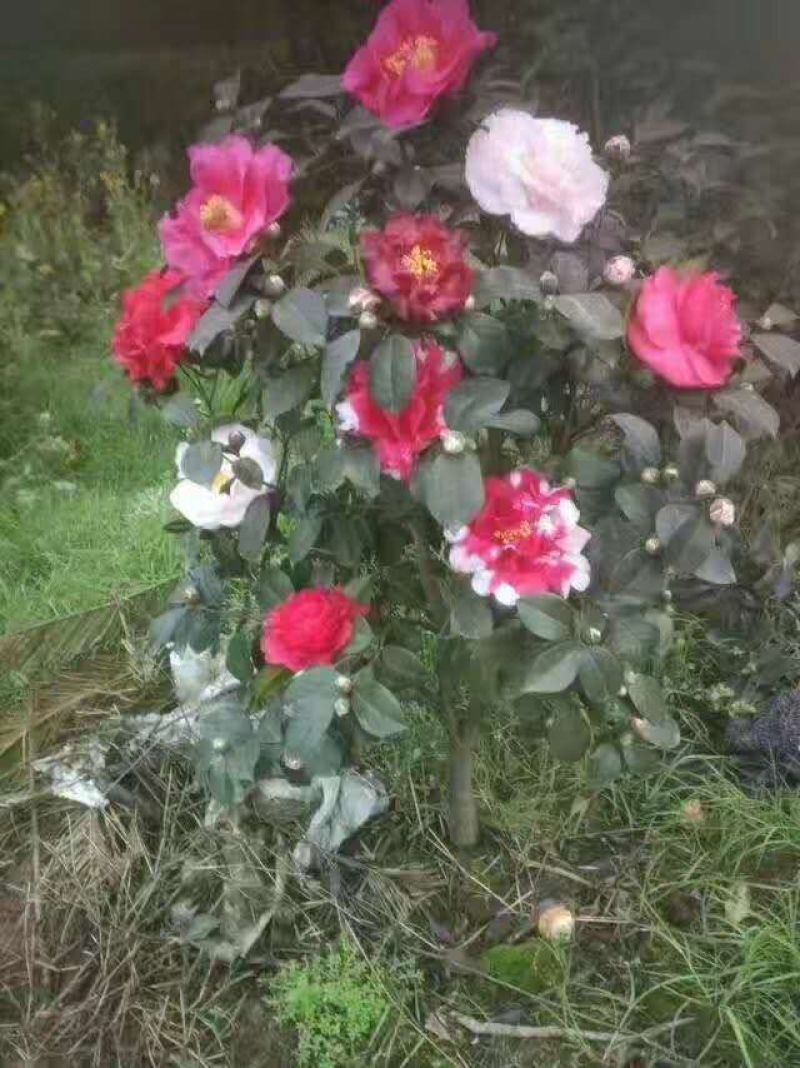 茶花，四级茶花，宜宾高县茶花种植基地常年出售各种茶花