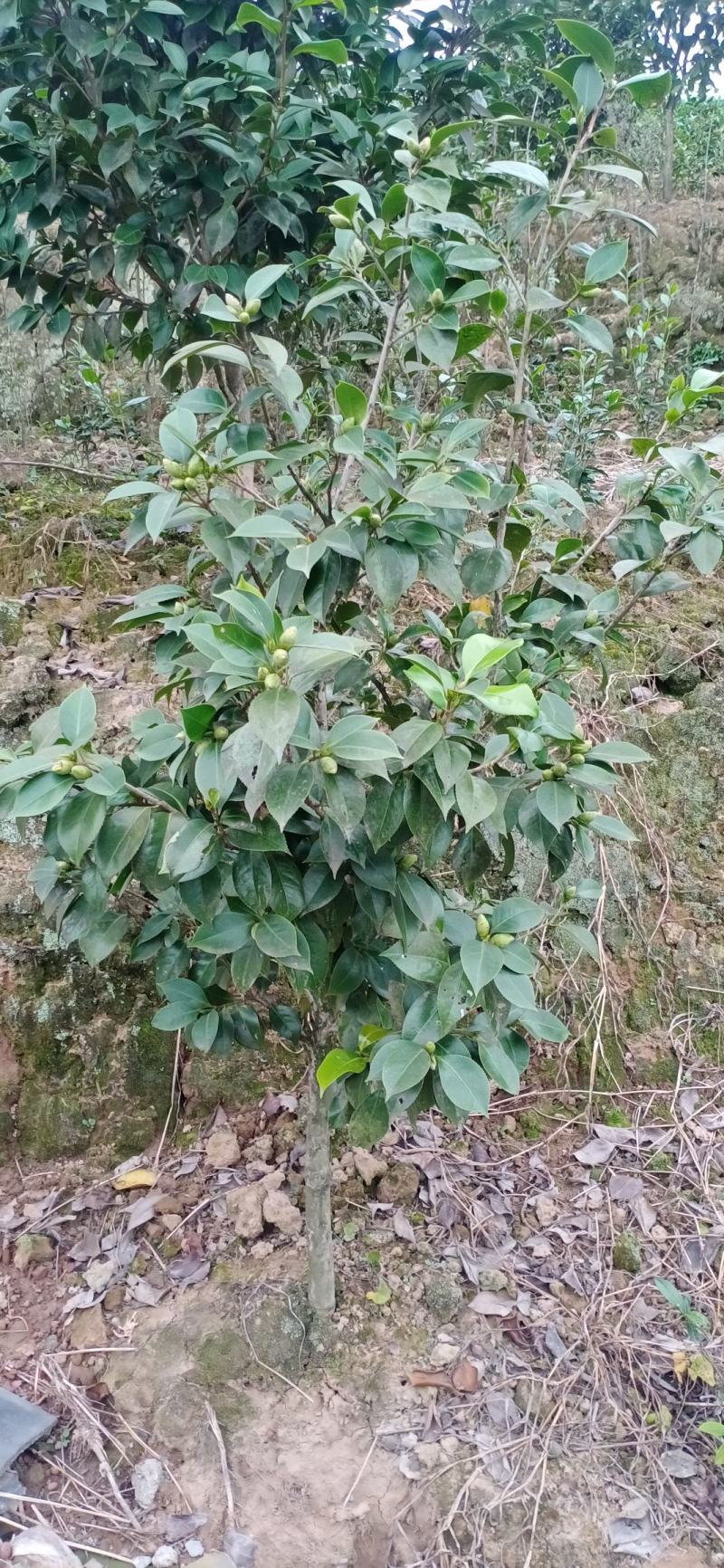 茶花，四级茶花，宜宾高县茶花种植基地常年出售各种茶花