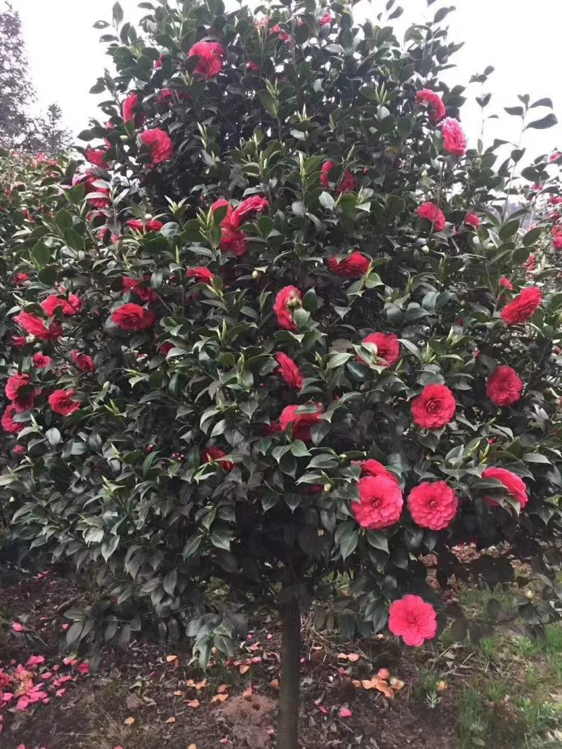 茶花，四级茶花，宜宾高县茶花种植基地常年出售各种茶花