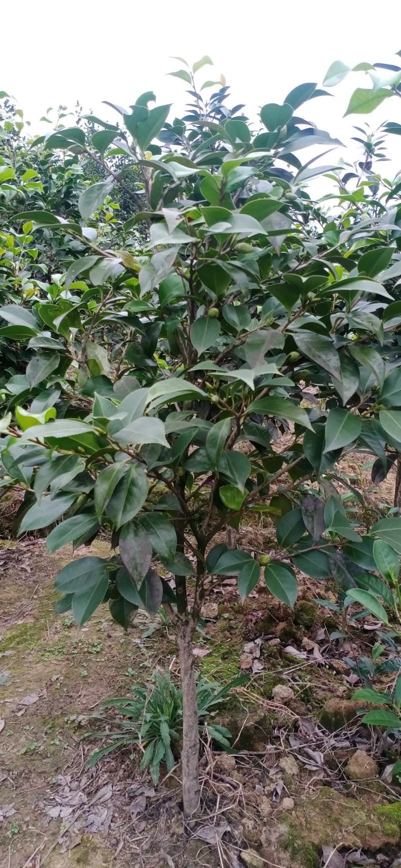 茶花，四级茶花，宜宾高县茶花种植基地常年出售各种茶花