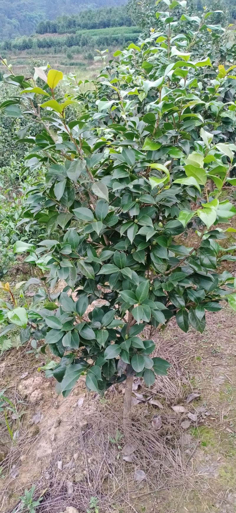 茶花，四级茶花，宜宾高县茶花种植基地常年出售各种茶花