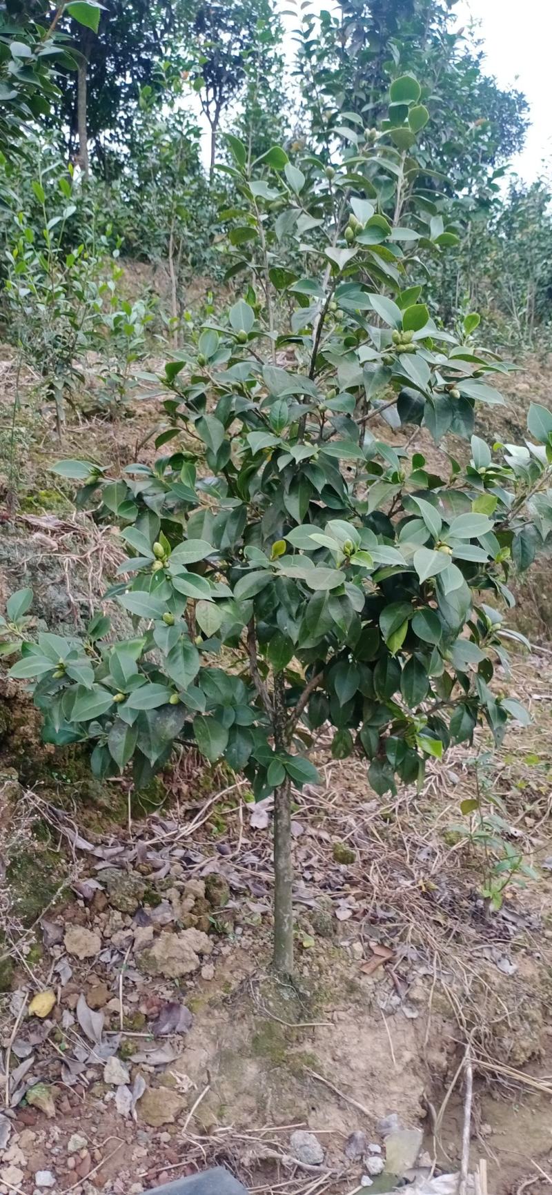茶花，四级茶花，宜宾高县茶花种植基地常年出售各种茶花