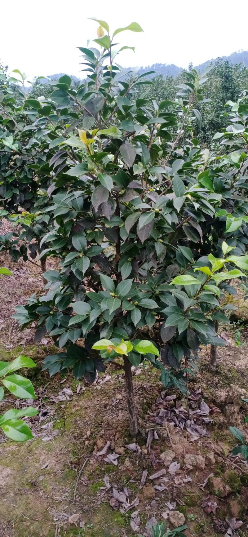 茶花，四级茶花，宜宾高县茶花种植基地常年出售各种茶花