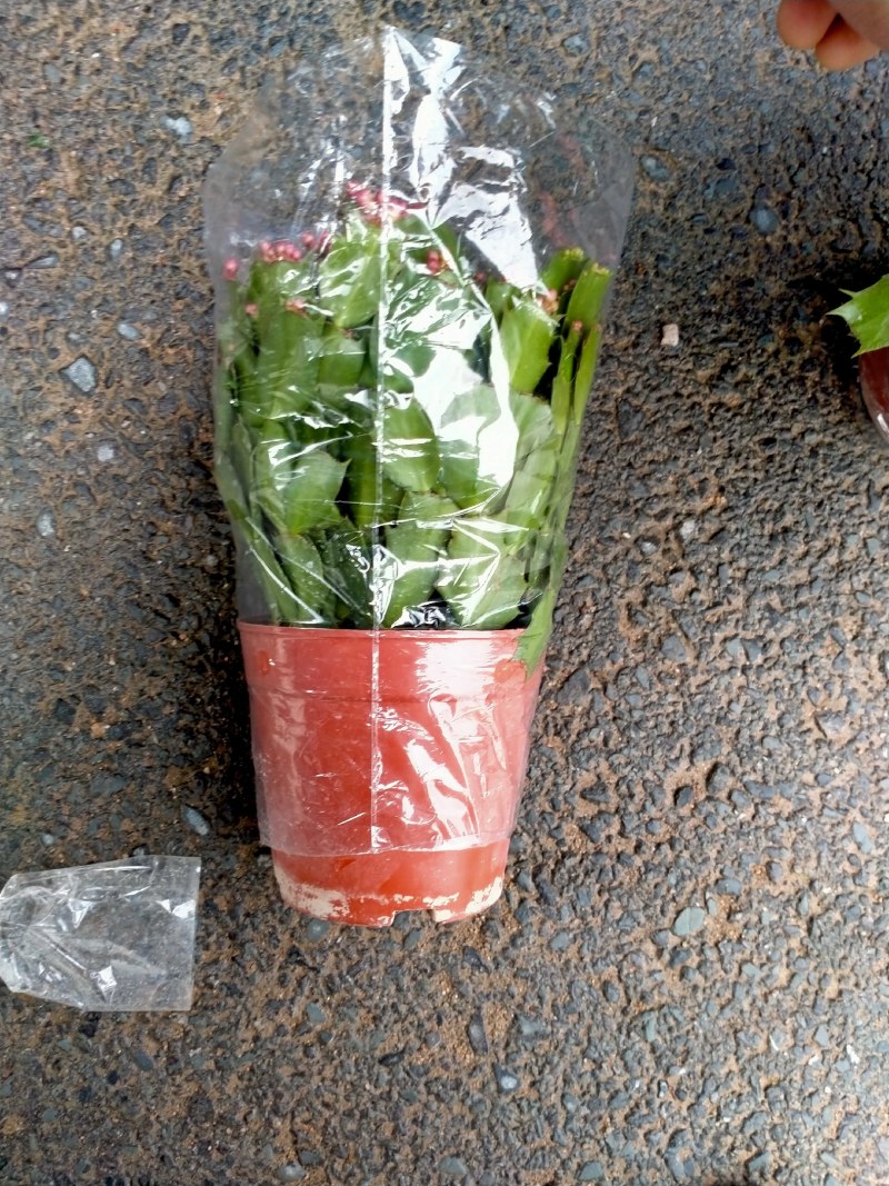 蟹爪兰国旗红双色多种规格可供选择