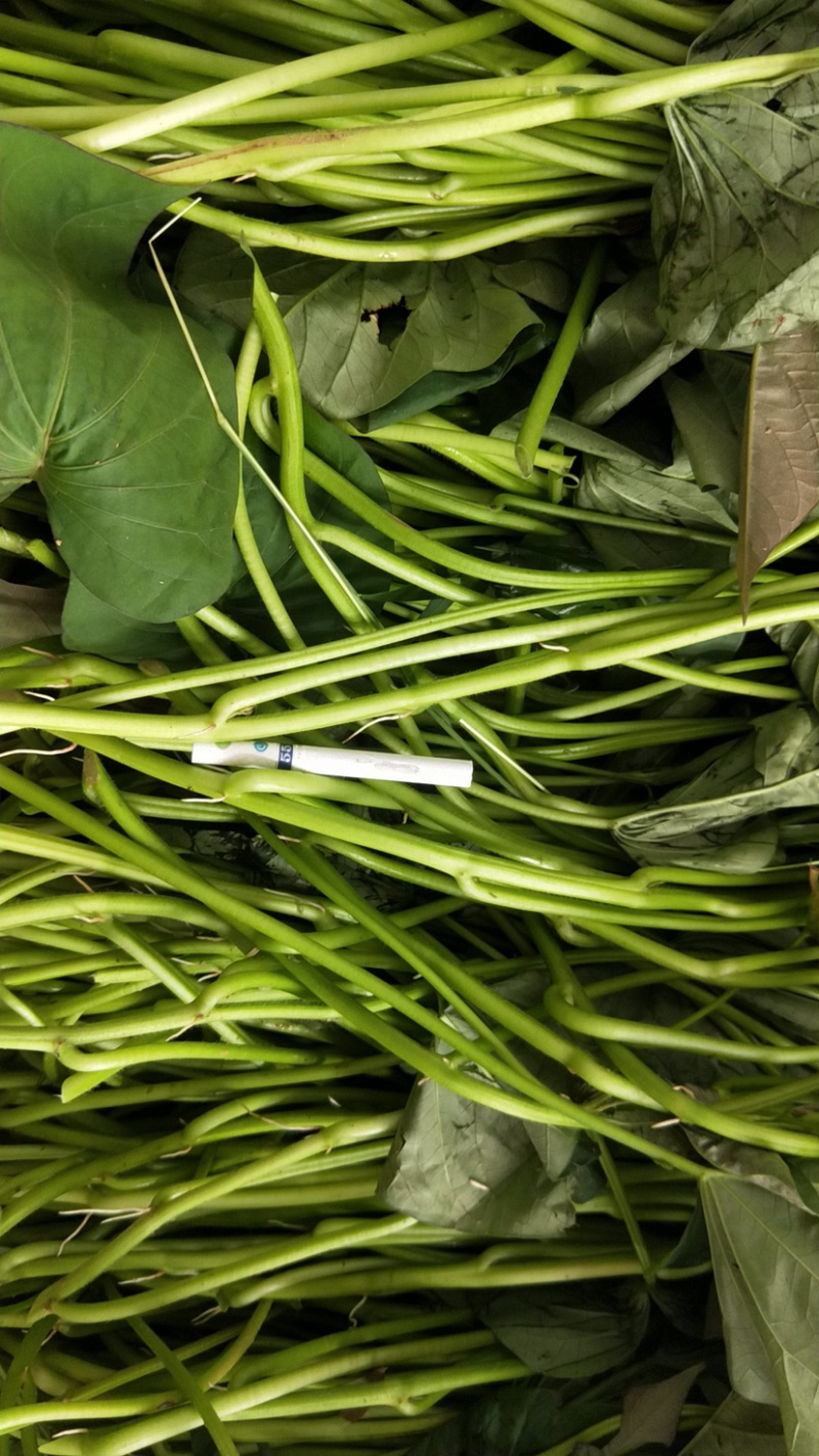 精品西瓜红苗大水田番薯苗高质量高产量山芋红薯苗普薯32