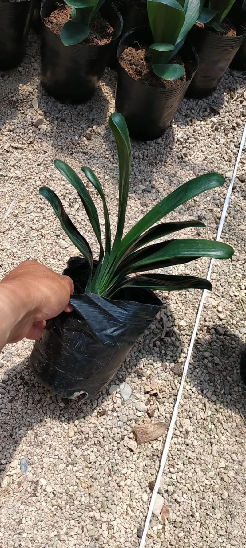 君子兰圆叶，精品多种规格可供选择