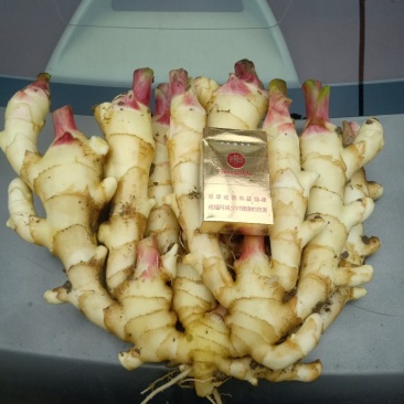 大姜，红芽鲜姜，二黄鲜姜现挖现卖，颜色白，条形长