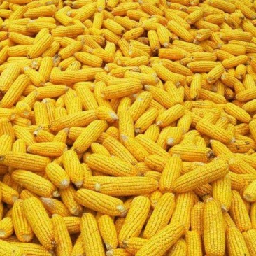 内蒙古大量供应玉米（潮粮）