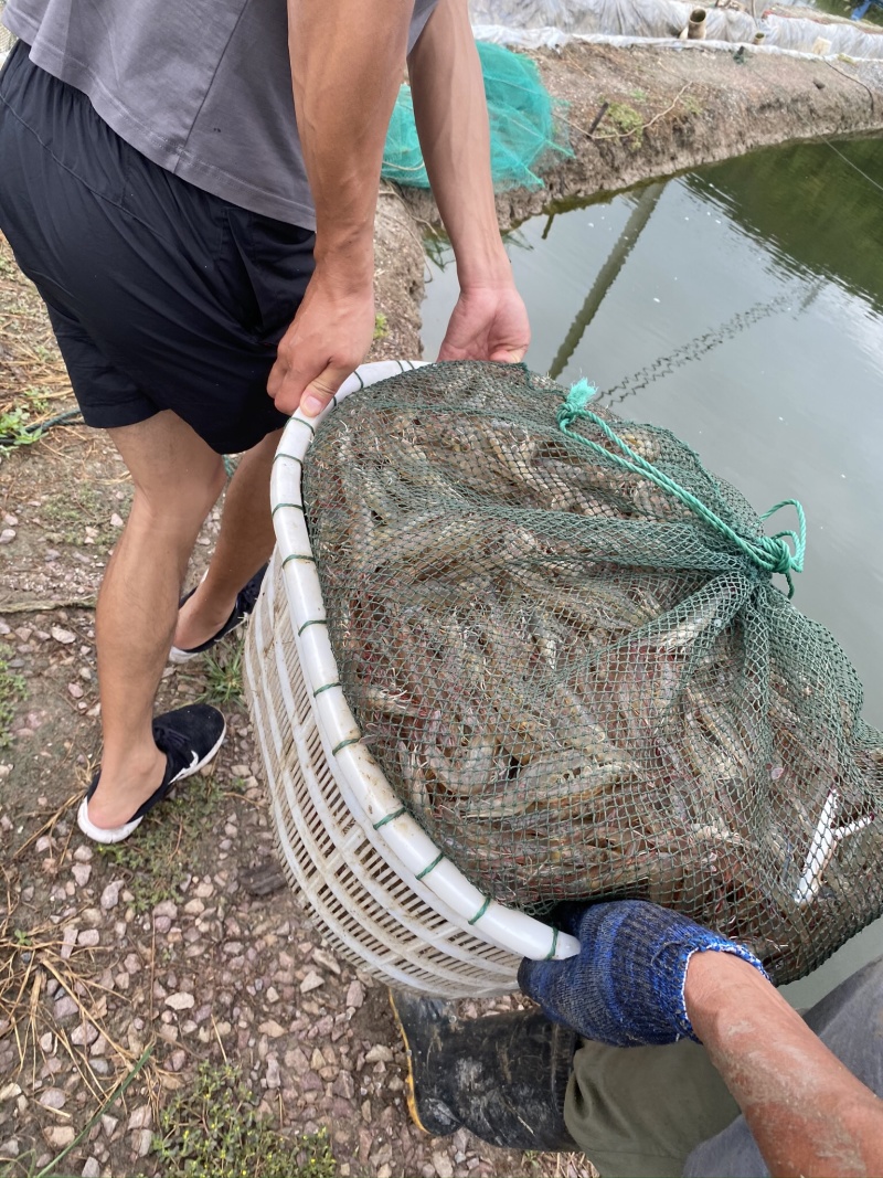 正宗宁波奉化咸水虾干