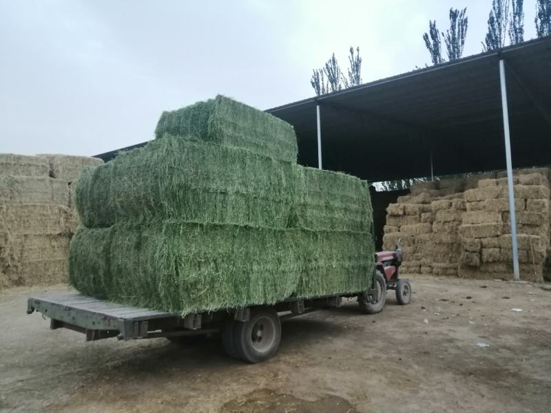 甘肃苜蓿草苜蓿行情好甘肃头茬苜蓿草质量水分合适玉门货