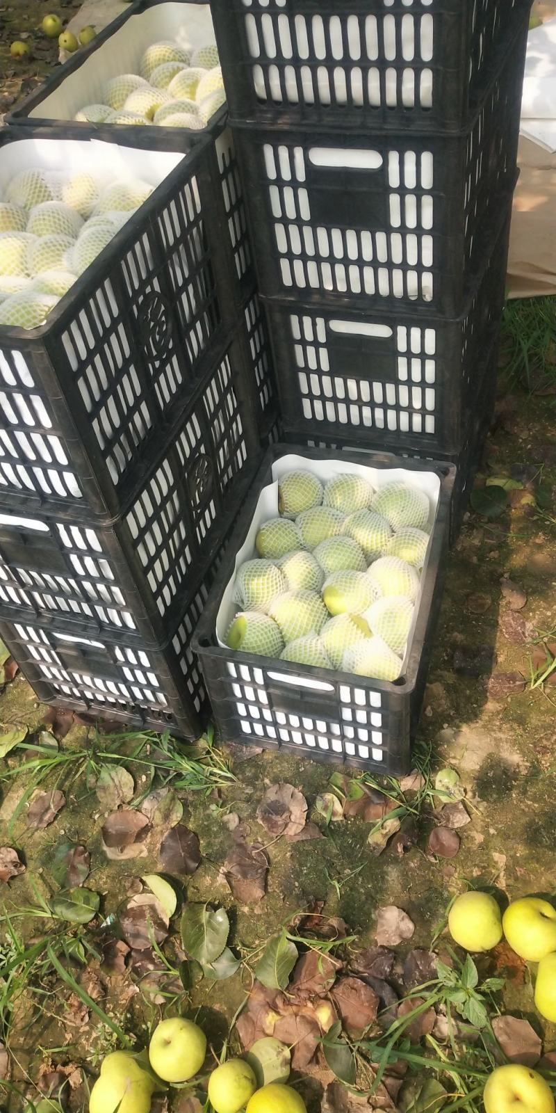 宁陵金顶谢花酥梨，皮薄汁多，甜度高，专业代办，代发全国