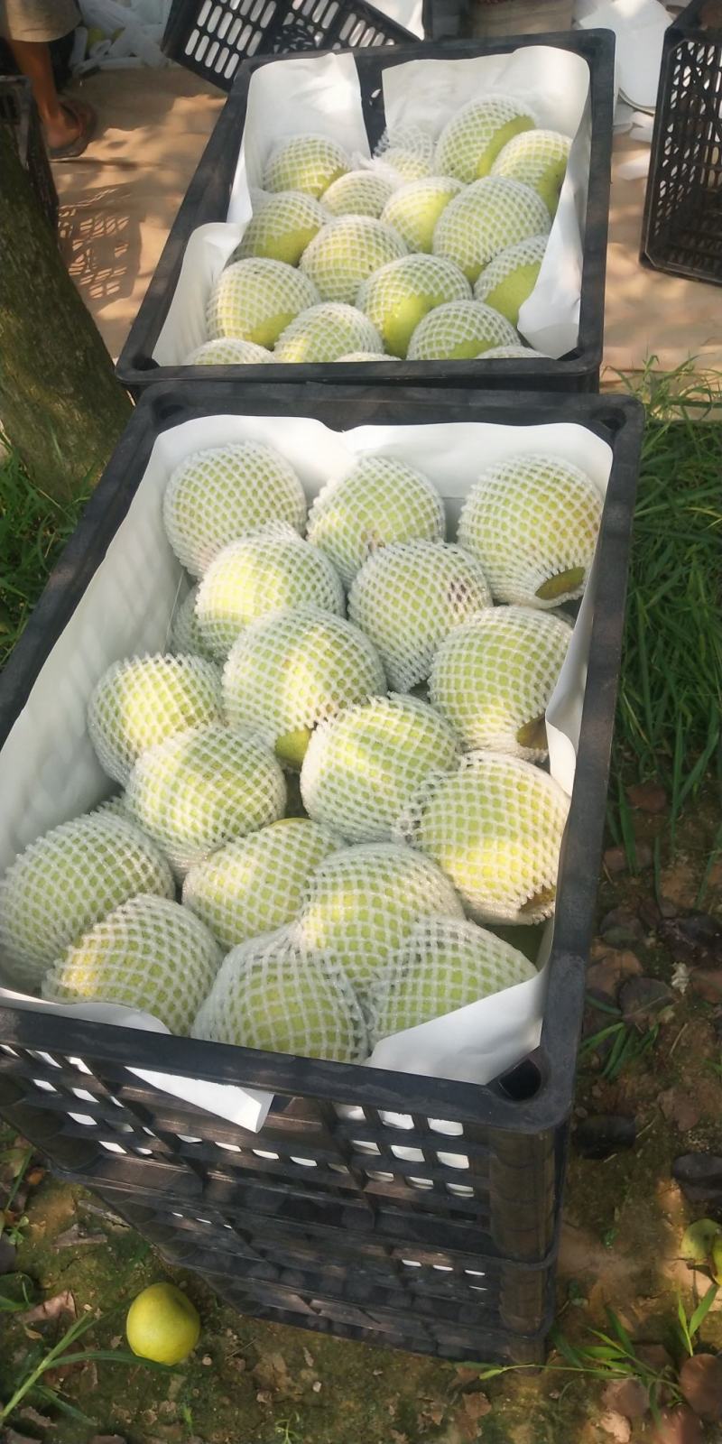 宁陵金顶谢花酥梨，皮薄汁多，甜度高，专业代办，代发全国