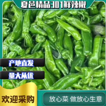 【鲜辣椒】301辣椒产地直供，一手货源，欢迎咨询采购