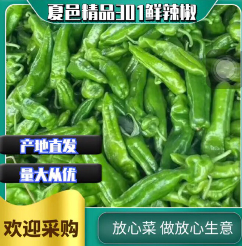 【鲜辣椒】301辣椒产地直供，一手货源，欢迎咨询采购
