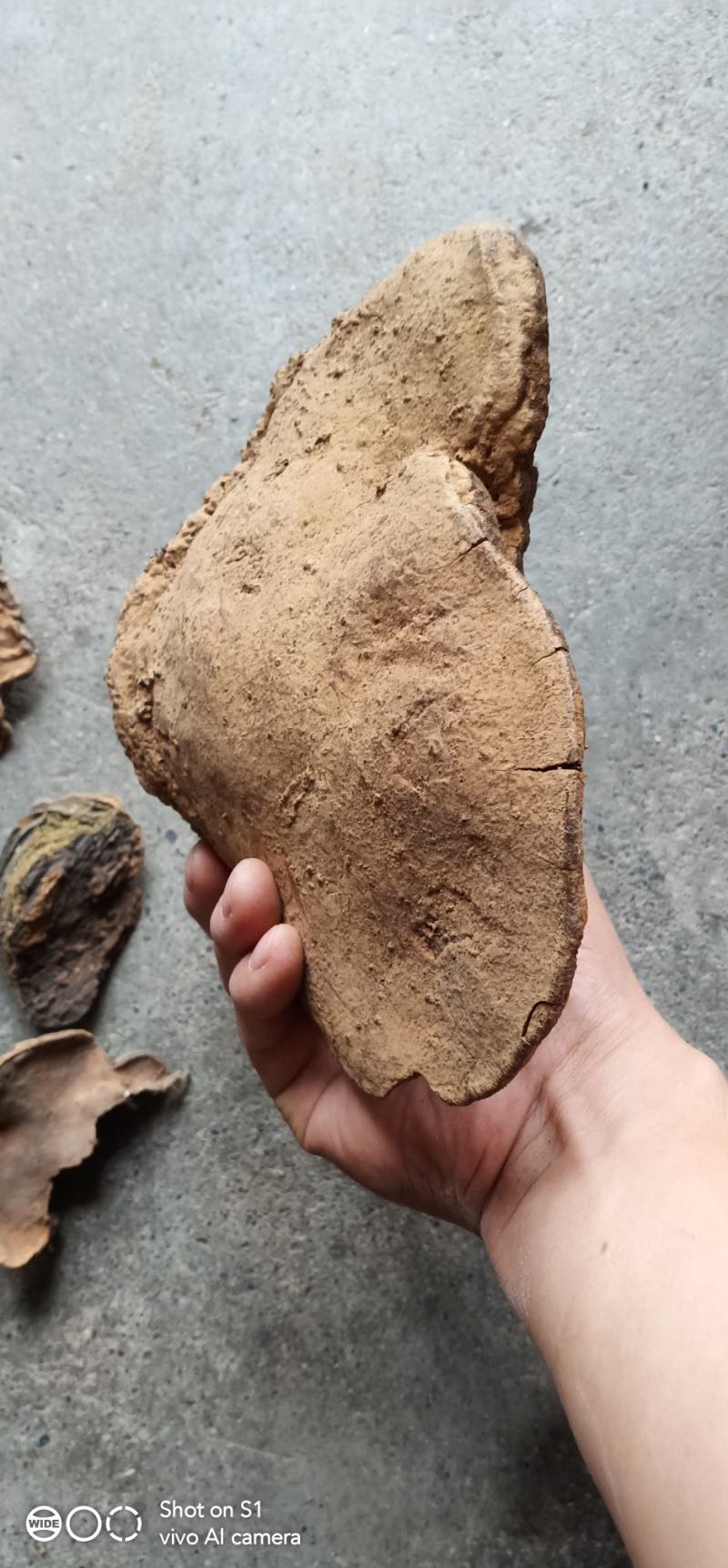 野生大叶桑——桑黄——树黄