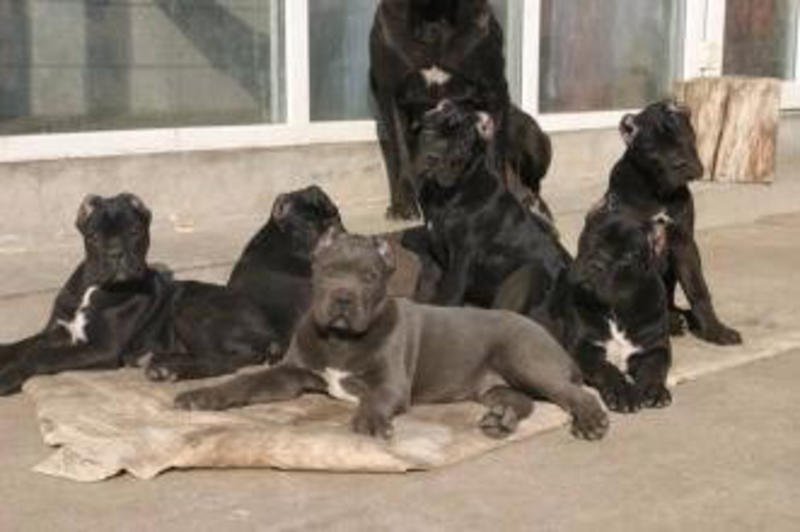 卡斯罗双血统幼犬大量出售公母都有喜欢联系