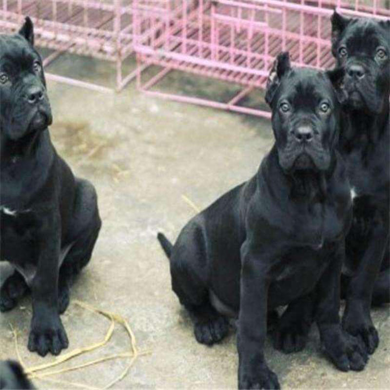 卡斯罗双血统幼犬大量出售公母都有喜欢联系