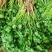 新鲜大叶香菜黑绿根粗25~30厘米山西运城