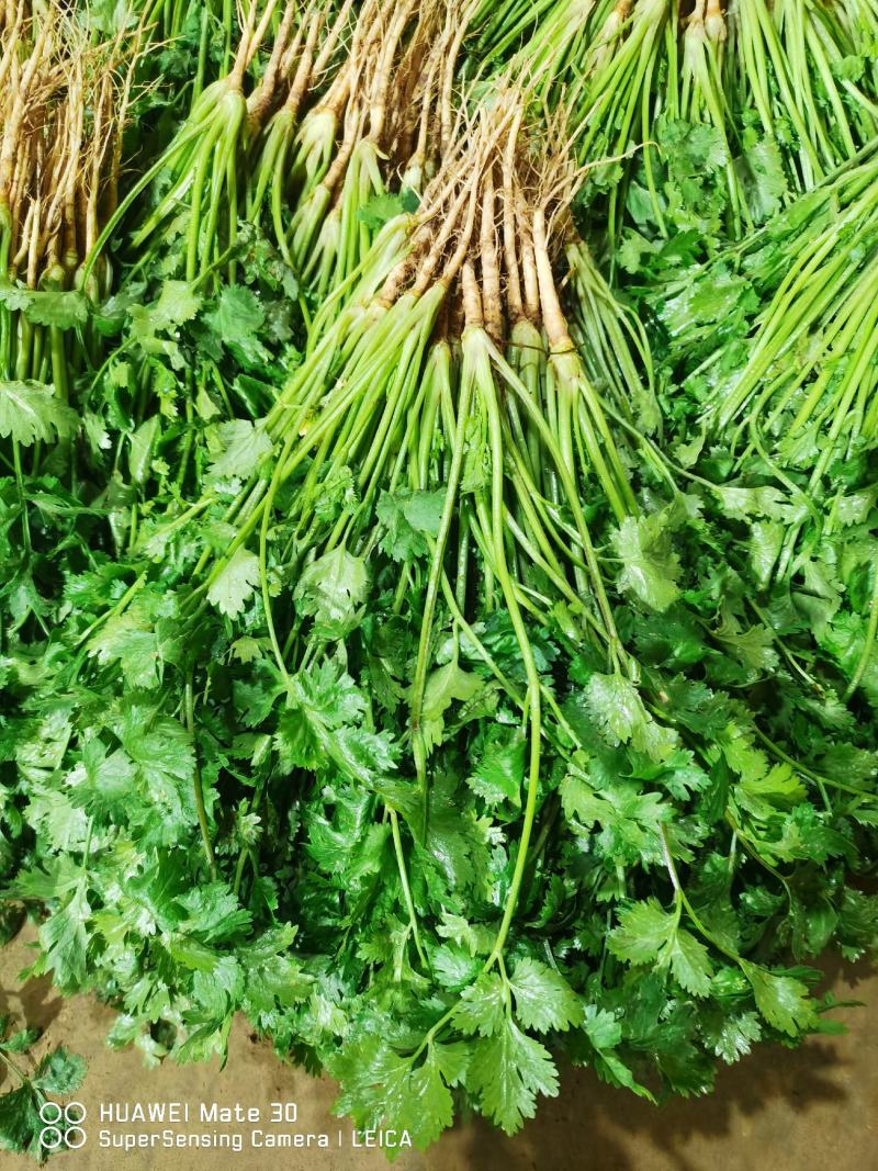 新鲜大叶香菜黑绿根粗25~30厘米山西运城
