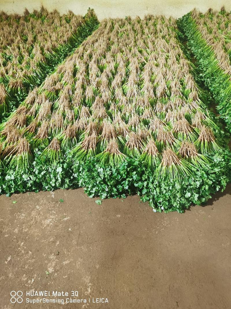 新鲜大叶香菜黑绿根粗25~30厘米山西运城