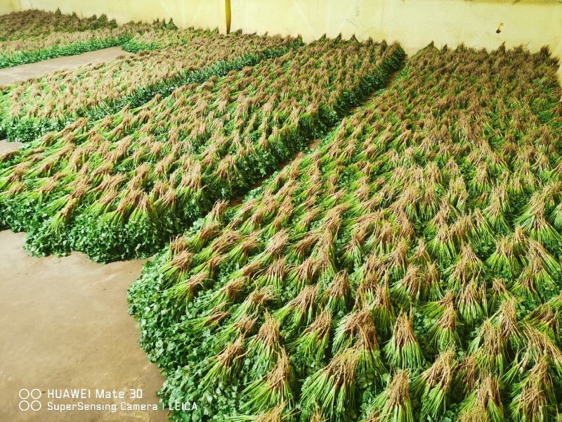 新鲜大叶香菜黑绿根粗25~30厘米山西运城