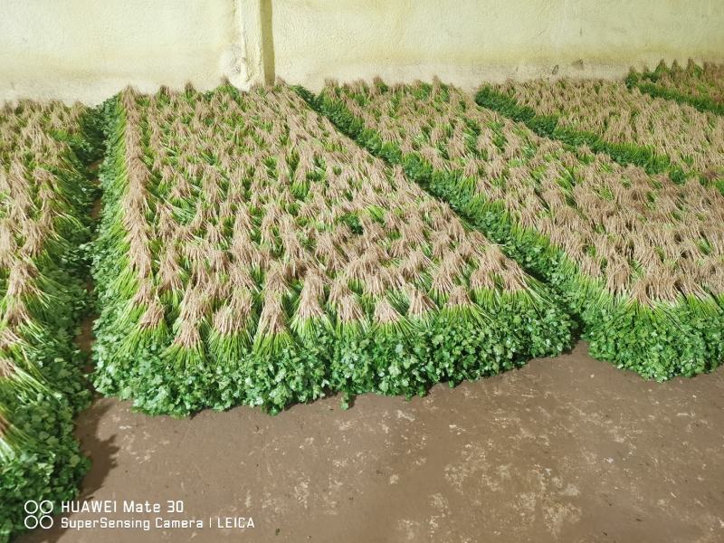 新鲜大叶香菜黑绿根粗25~30厘米山西运城