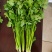 新鲜大叶香菜黑绿根粗25~30厘米山西运城