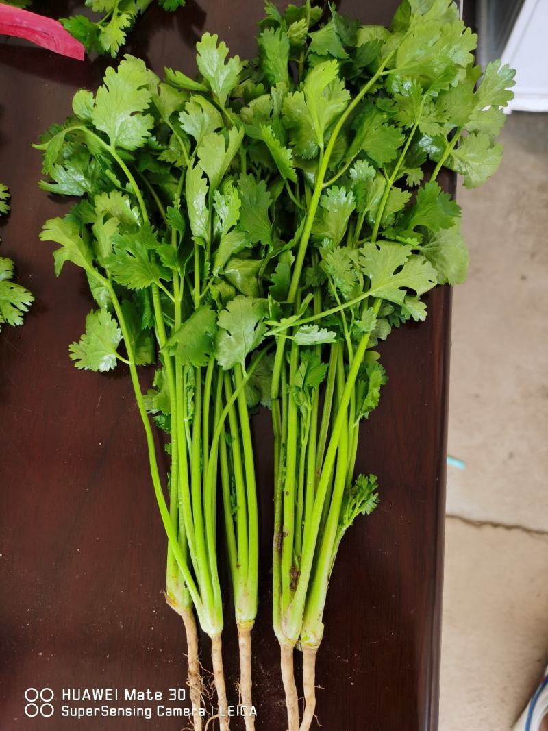新鲜大叶香菜黑绿根粗25~30厘米山西运城