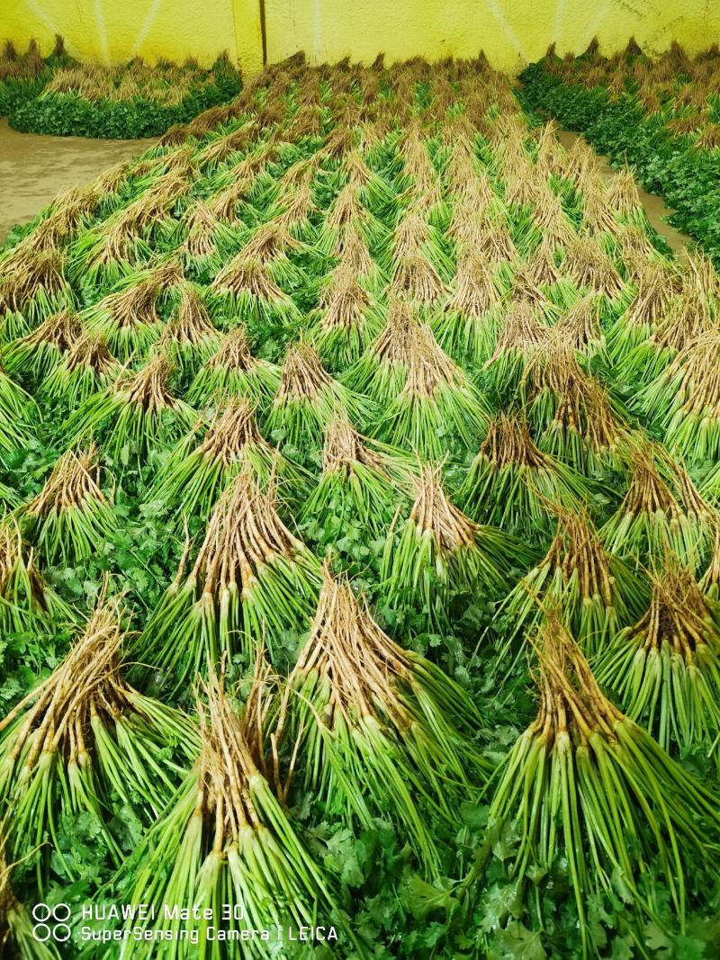 新鲜大叶香菜黑绿根粗25~30厘米山西运城