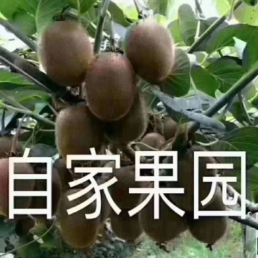 徐香优质猕猴桃热卖中