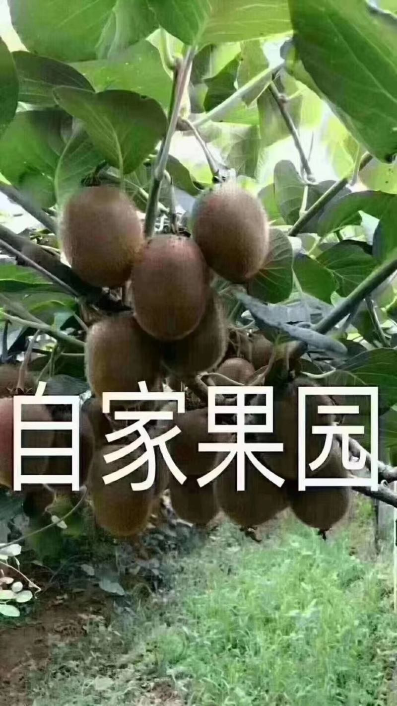 徐香优质猕猴桃热卖中
