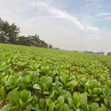 上海青小青菜供应基地质量好以品质为求生存大量供应
