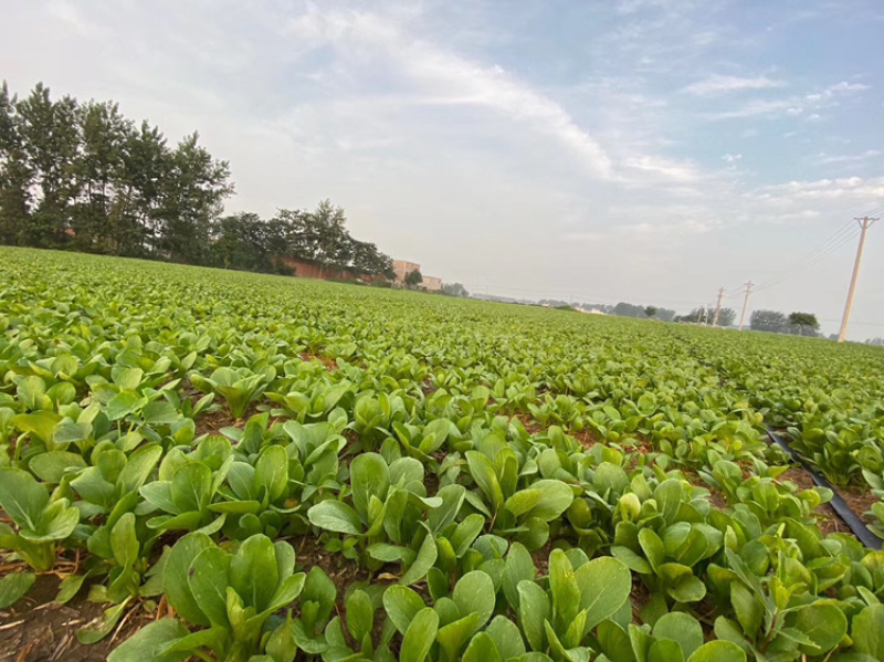 上海青小青菜供应基地质量好以品质为求生存大量供应