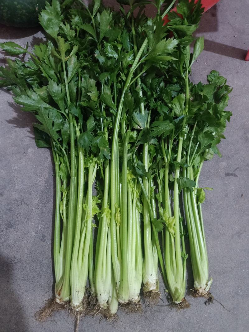 潍坊市坊子区黄旗堡镇芹菜大量上市了，需要的赶紧联系哦！