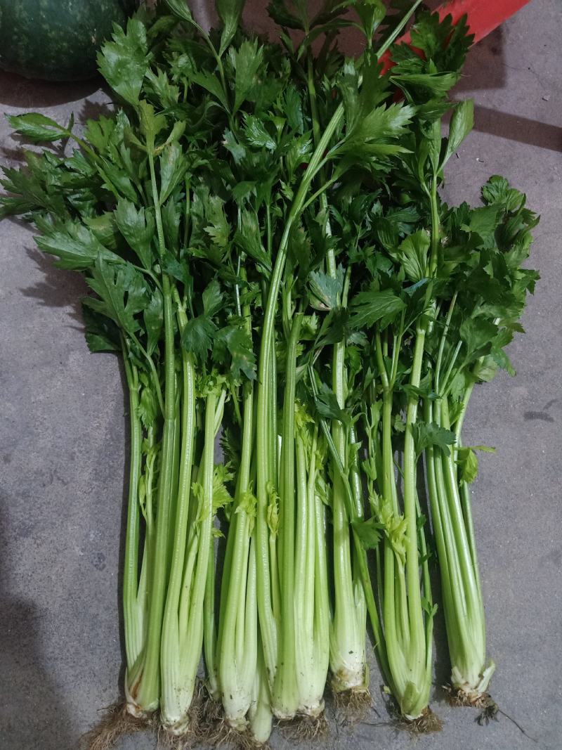 潍坊市坊子区黄旗堡镇芹菜大量上市了，需要的赶紧联系哦！