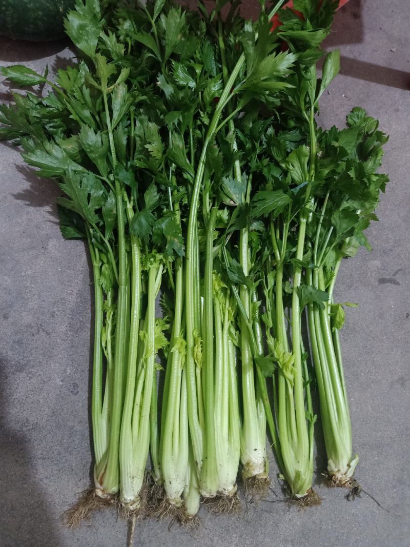 潍坊市坊子区黄旗堡镇芹菜大量上市了，需要的赶紧联系哦！