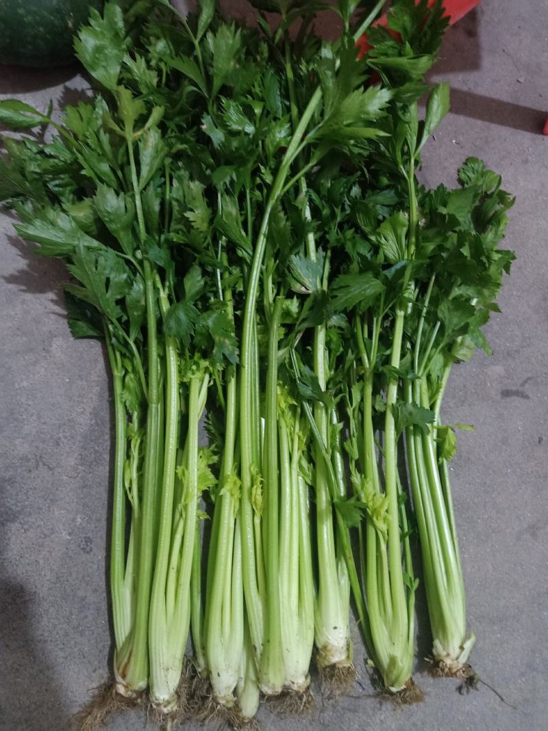 潍坊市坊子区黄旗堡镇芹菜大量上市了，需要的赶紧联系哦！