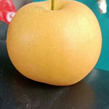 大量秋月梨上市，需要的联系我