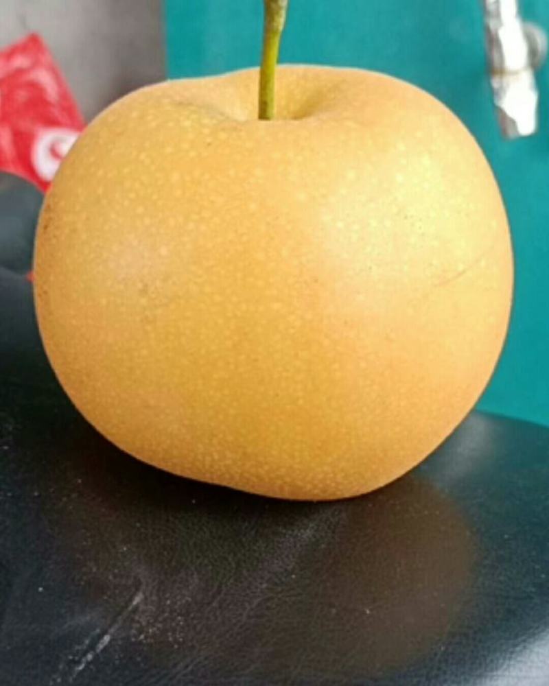 大量秋月梨上市，需要的联系我