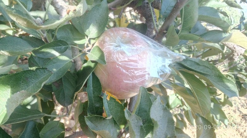 红星苹果红香蕉分级统货