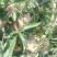 红星苹果红香蕉分级统货