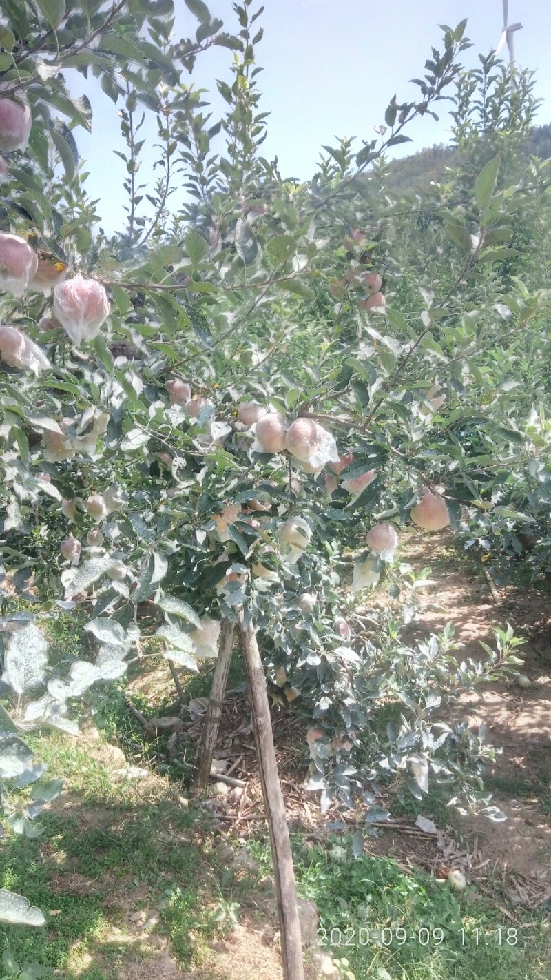 红星苹果红香蕉分级统货